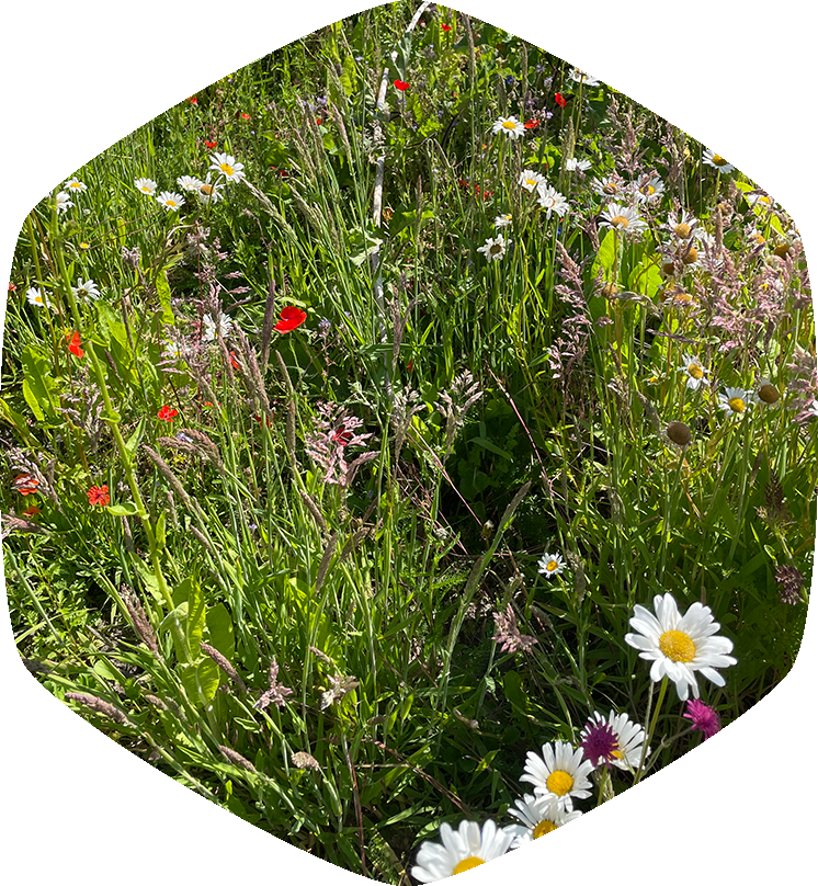 Plant bloemen voor de bijen